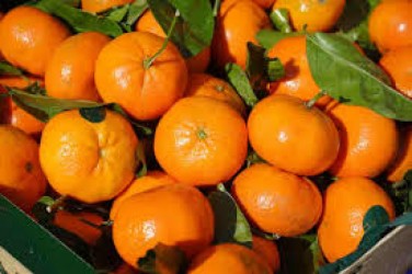 1763797351-h-250-نارنگی.jpg